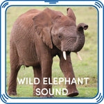 Wild Elephant Stuffed Animal Sound Chip | Shop Now at Build-A-Bear® - US 4887